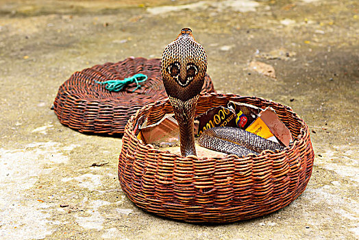印度,眼镜蛇,篮子,南,省,斯里兰卡,亚洲
