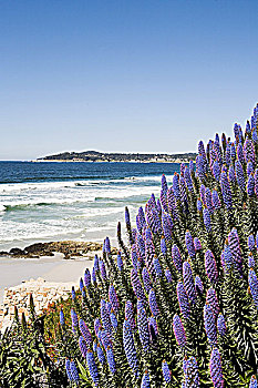 紫花,蒙特里,海岸线,加利福尼亚,美国