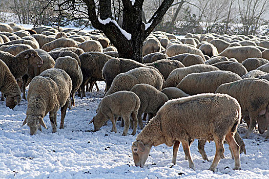 羊群,冬天
