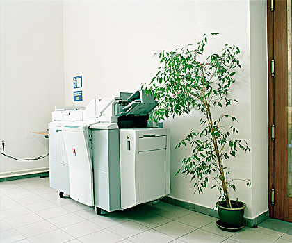 复印机,靠近,叶子,植物