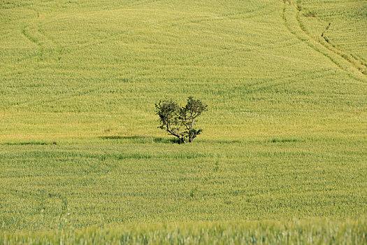 意大利托斯卡纳田园自然风景和草原上的一棵树