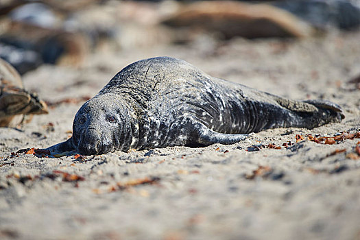 斑海豹,躺着,沙,地面,赫尔戈兰岛,石荷州,德国,欧洲