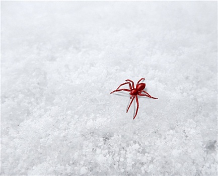 小,红色,蜘蛛,霜,表面