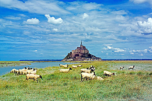绵羊,放牧,正面,诺曼底,法国