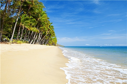 荒芜,热带沙滩,棕榈树
