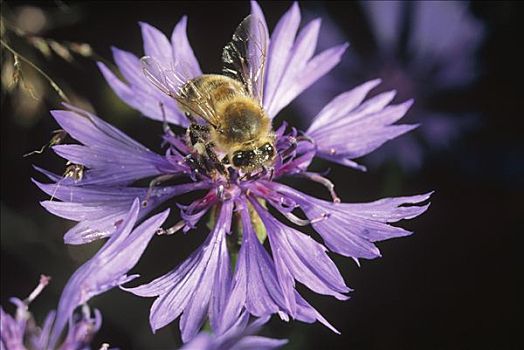 蜜蜂,意大利蜂,收集,花粉,紫花,德国