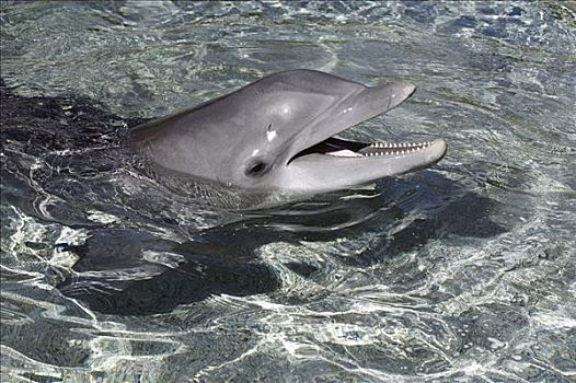 宽吻海豚,圈养动物,夏威夷