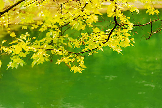 背景素材秋天枫叶