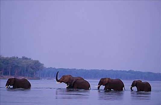 赞比亚,赞比西河下游国家公园,赞比西河,线条