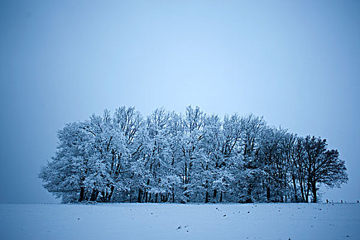 雪,遮盖,矮林,冬天,地平线