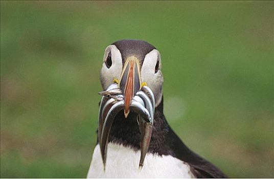 角嘴海雀,北极,海鸟,设得兰群岛,苏格兰,英国,欧洲
