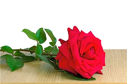 红玫瑰,桌子,表面,白色背景