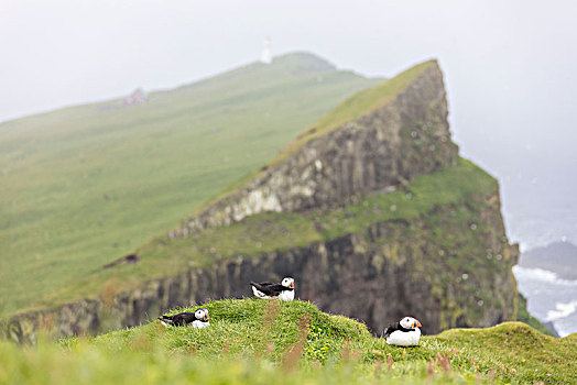 大西洋海雀,悬崖,岛屿,法罗群岛,丹麦