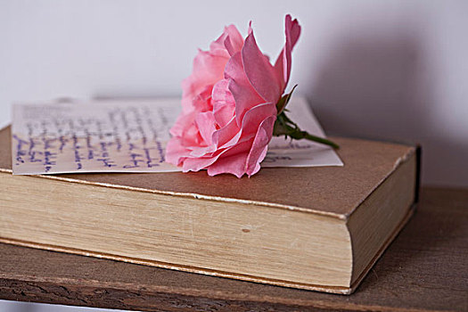 粉红玫瑰,书本