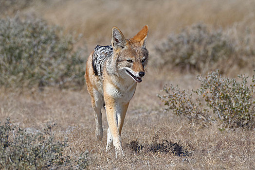 黑背狐狼,黑背豺,走,短小,干草,埃托沙国家公园,纳米比亚,非洲