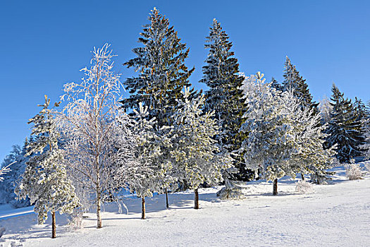 风景,冰冻,树,早晨,冬天,巴伐利亚森林,巴伐利亚,德国