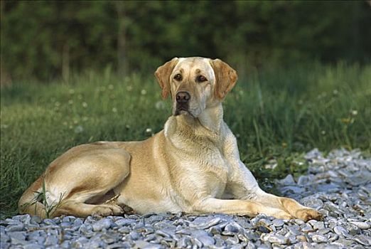 黄色拉布拉多犬,狗,成年,岩石,湖,岸边