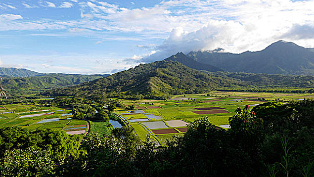 芋头,地点,山谷,暸望,考艾岛,夏威夷