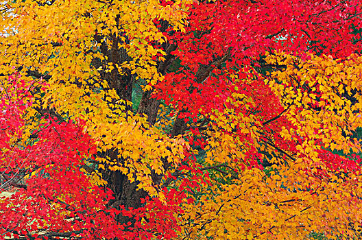 特写,枫树,红色,黄色,秋叶,新罕布什尔,新英格兰,美国