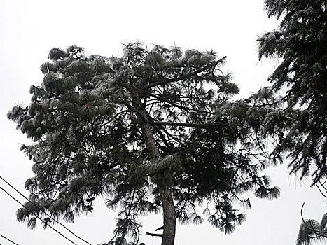 贵州雾凇景观,冬季,旅游,冰雪,雾凇,景观