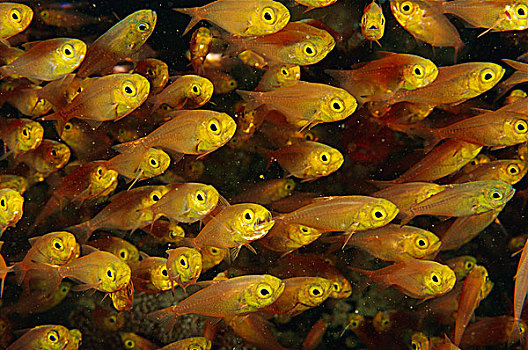 鱼群,科莫多岛,印度尼西亚
