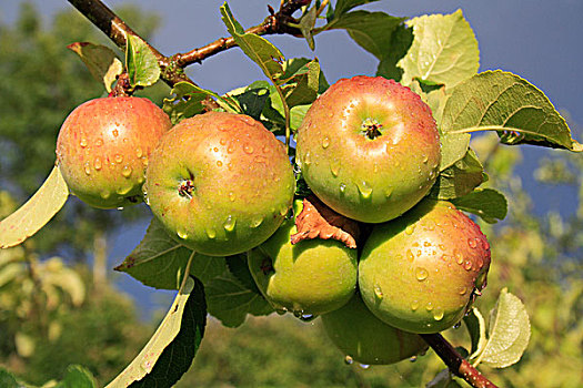 苹果,特写,成熟,水果,降雨,花园,英格兰,英国,欧洲