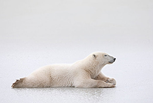 北极熊,卧,湖,冰,丘吉尔市,曼尼托巴,加拿大