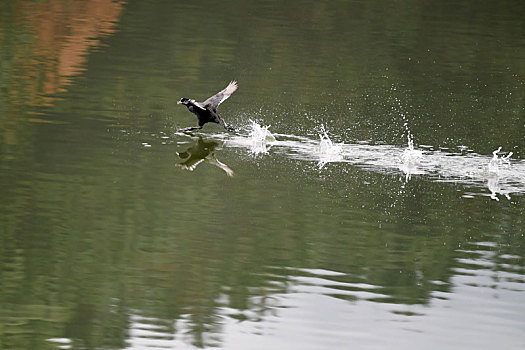 生态好引来水鸟戏水