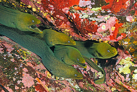 绿色,海鳝,裸胸鳝属,岛屿,索科罗镇,墨西哥,中美洲
