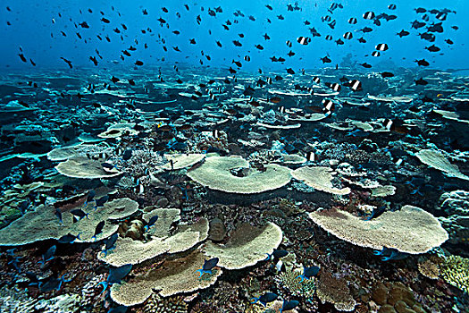 礁石,桌面珊瑚,桌子,珊瑚,许多,多样,珊瑚鱼,印度洋,南马累环礁,马尔代夫,亚洲
