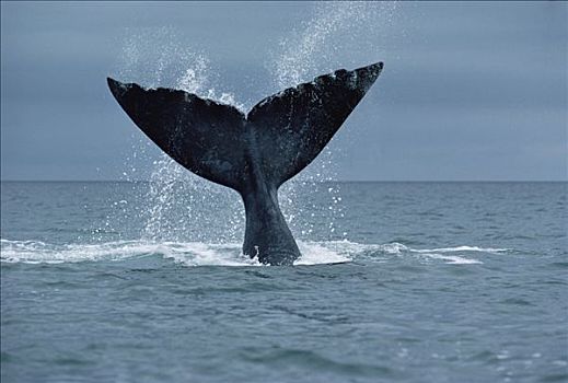 南露脊鲸,鲸尾叶突,阿根廷
