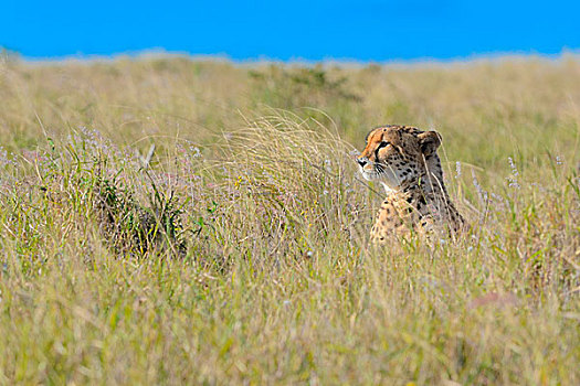 印度豹,猎豹,坐,高草,警惕,阿多大象国家公园,东开普省,南非,非洲