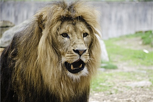 狮子,动物园