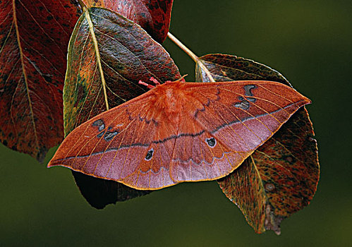 深红色,蛾子,保护色,树叶