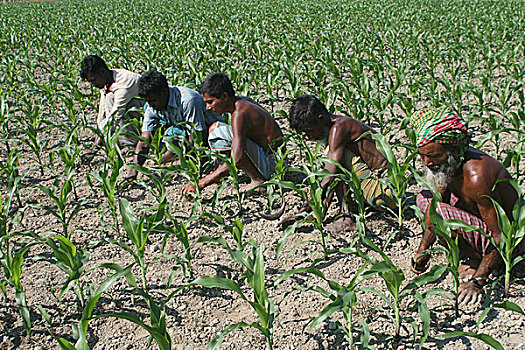 农民,培育,迷宫,孟加拉,五月,2008年