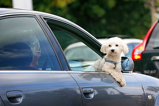 坐在汽车里的小狗
