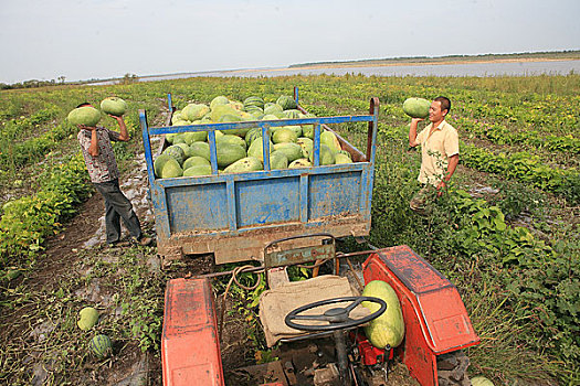黑龙江,林江,在黑龙江边种植西瓜的农民