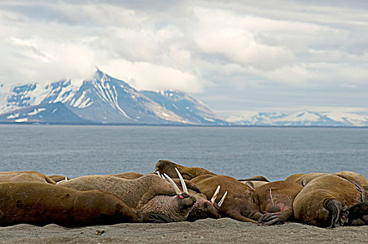 挪威,斯瓦尔巴群岛,斯匹次卑尔根岛,海象,牧群,雄性动物,室外