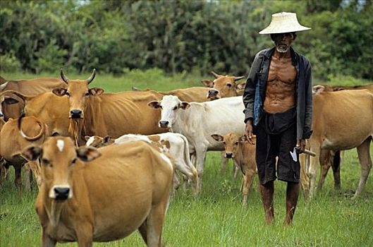 泰国人,男人,母牛,草场