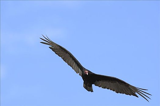 美洲鹫,红头美洲鹫,飞,埃尔比斯开诺生物圈保护区,墨西哥