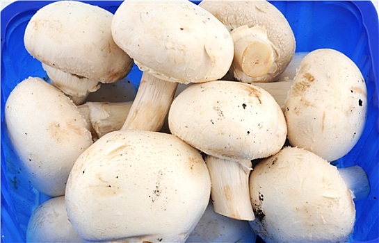 洋蘑菇,白色,蘑菇