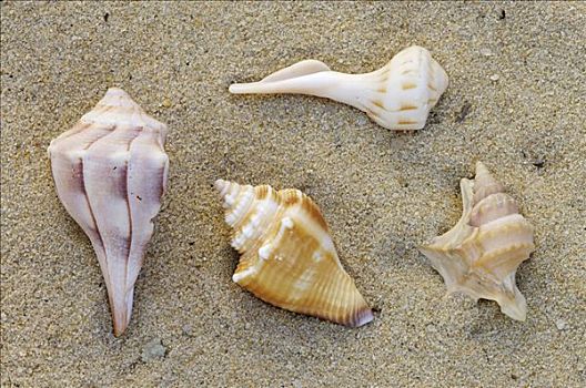 海洋,蜗牛,壳