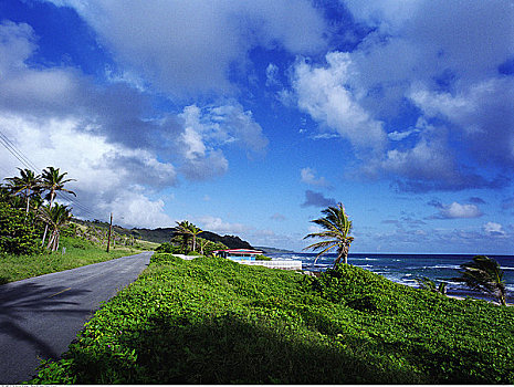 道路,海岸线,巴巴多斯