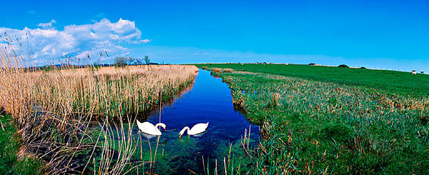 天鹅,湿地,靠近,威克洛郡,爱尔兰