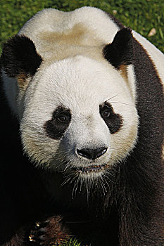 大熊猫,成人,头像