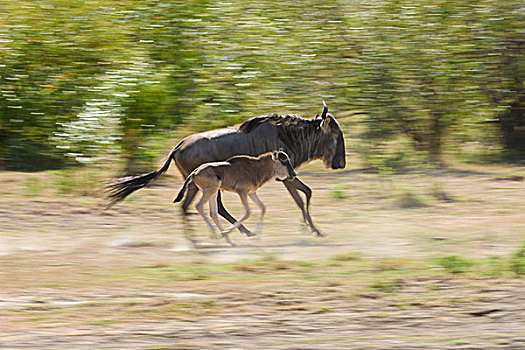 跑,蓝角马,角马,幼兽,马赛马拉,肯尼亚,非洲