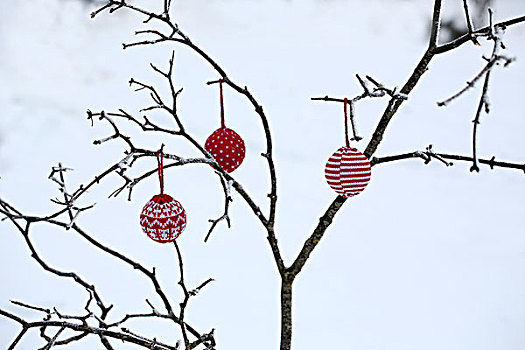 枝条,冬天,圣诞节,绳,样品