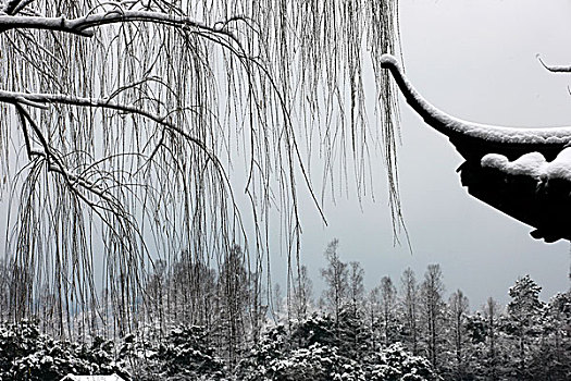 雪后的西湖柳枝