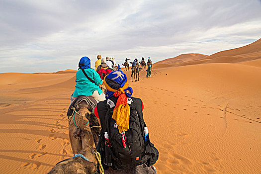 非洲,摩洛哥,梅如卡,却比沙丘,单峰骆驼,骆驼,驼队,旅游,沙漠,沙丘,向上,脚,高度