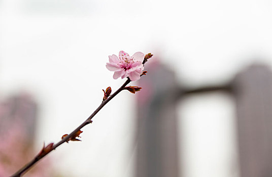 榆叶梅,丁香花